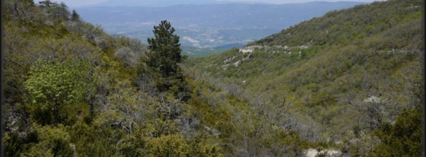Coteaux des Gamates